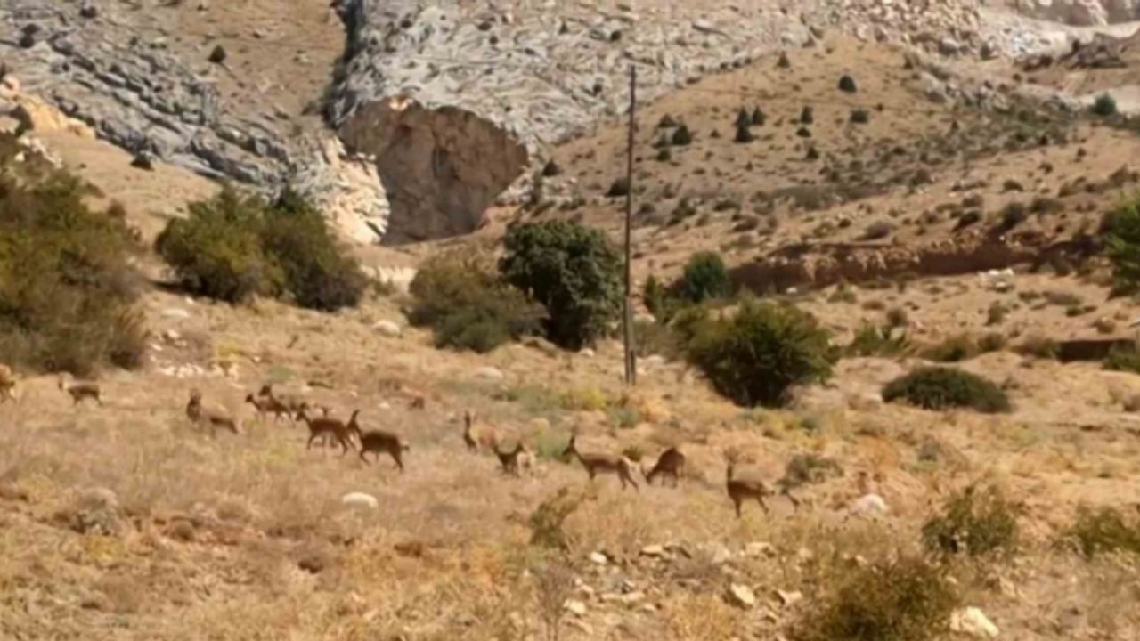 Yaban keçileri Gümüşhane’nin doğal güzelliğine renk kattı