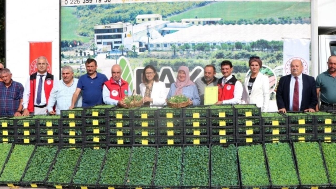 Yalova’da çiftçilere 490 bin adet sebze fidesi dağıtıldı