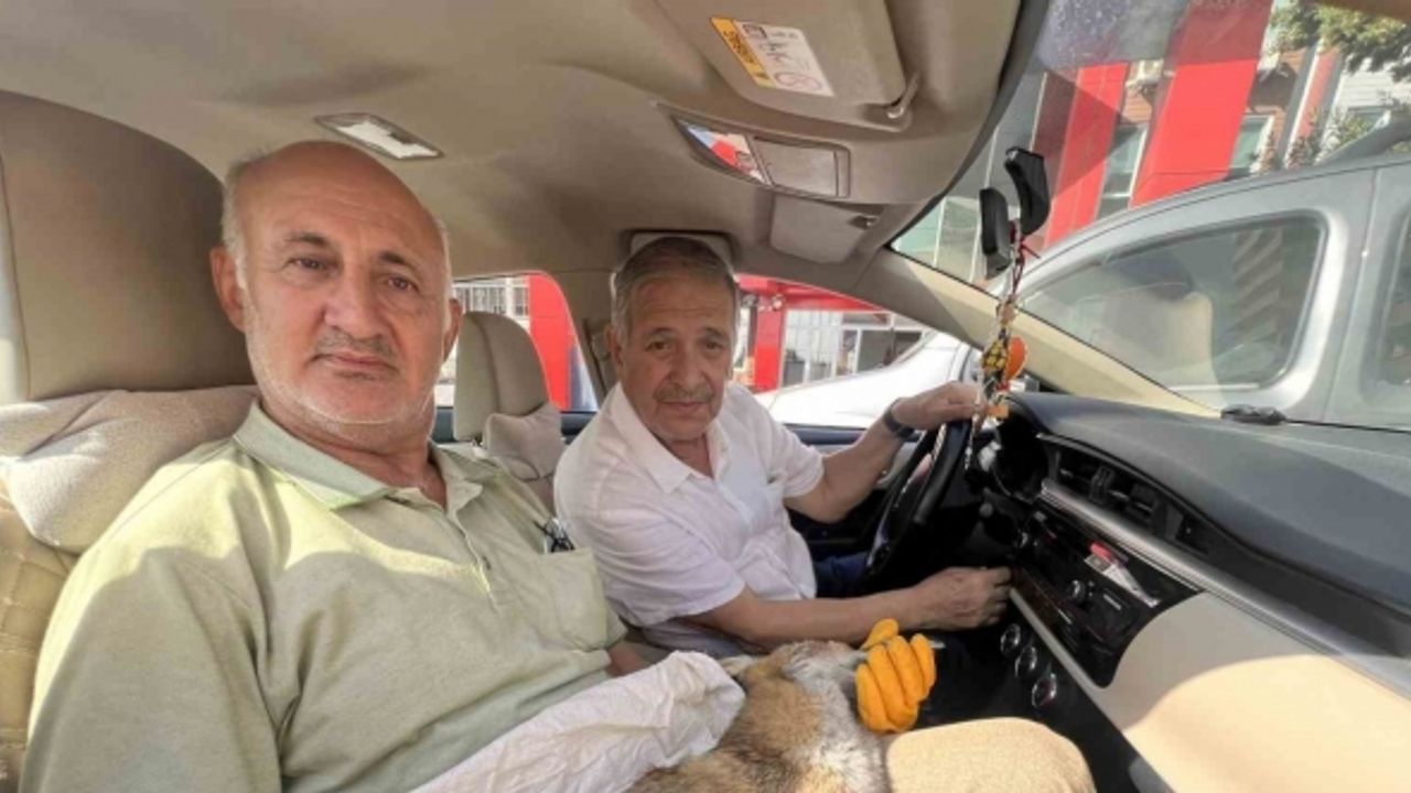 Yaralı bulunan tilki veterinere teslim edilemeden telef oldu