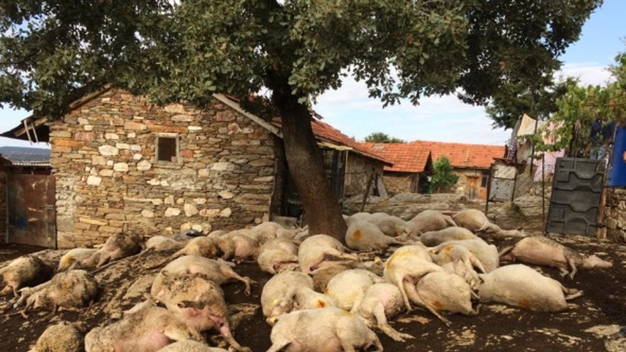 Yıldırım düşen ağacın altındaki 48 küçükbaş hayvan telef oldu