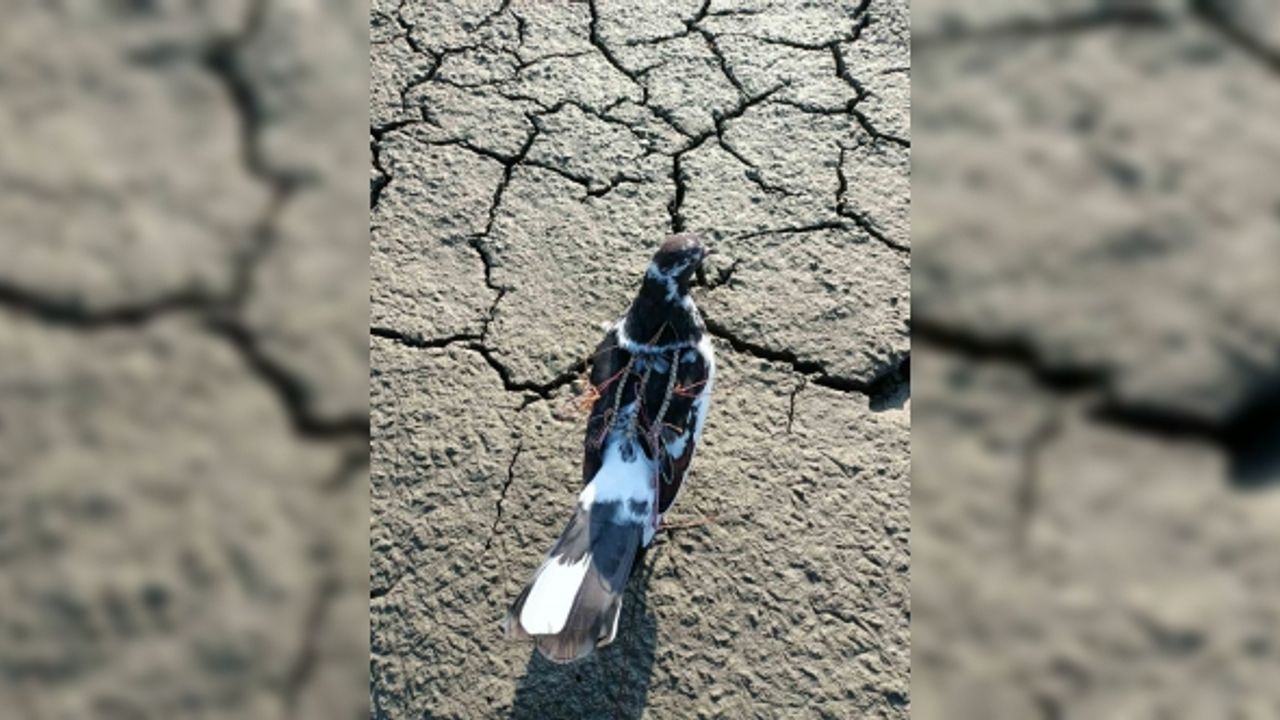 Bafa Gölü’nde yırtıcı kuşları avlayan şahıs DKMP ekiplerine yakalandı