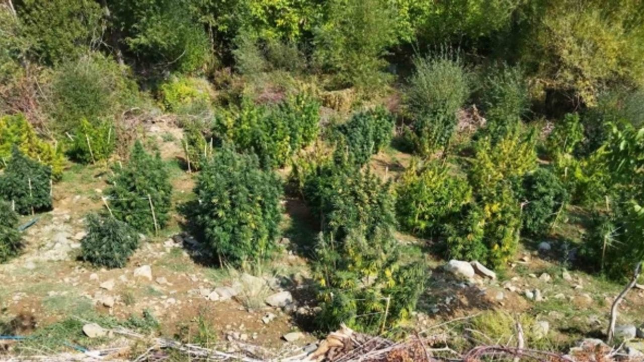 Diyarbakır’da 121 kilo esrar, 350 bin kök skunk ve kenevir ele geçirildi