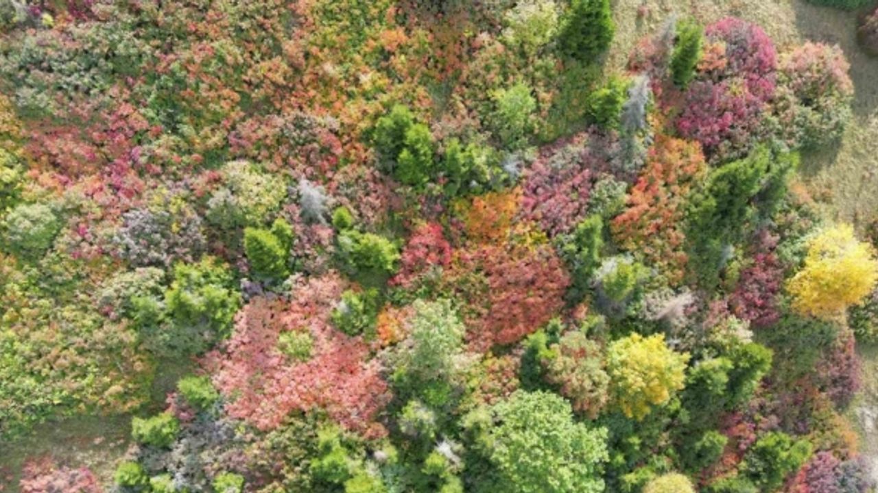 Giresun yaylalarındaki sonbahar güzelliği dron ile görüntülendi