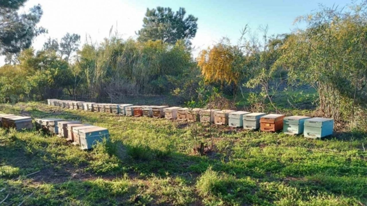 Şırnak’ta dört ayrı dağın zirvesinde en tatlı hasat başladı