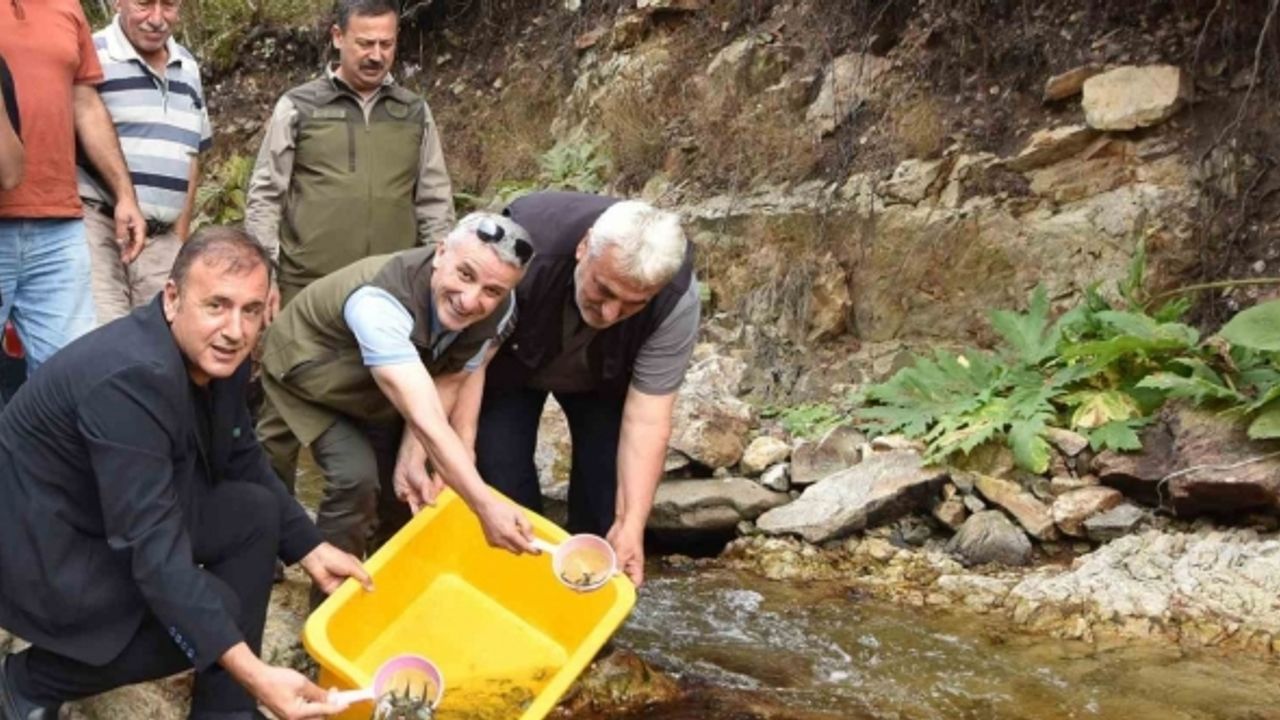 Trabzon’da 5 bin kırmızı benekli doğal alabalık yavrusu bırakıldı