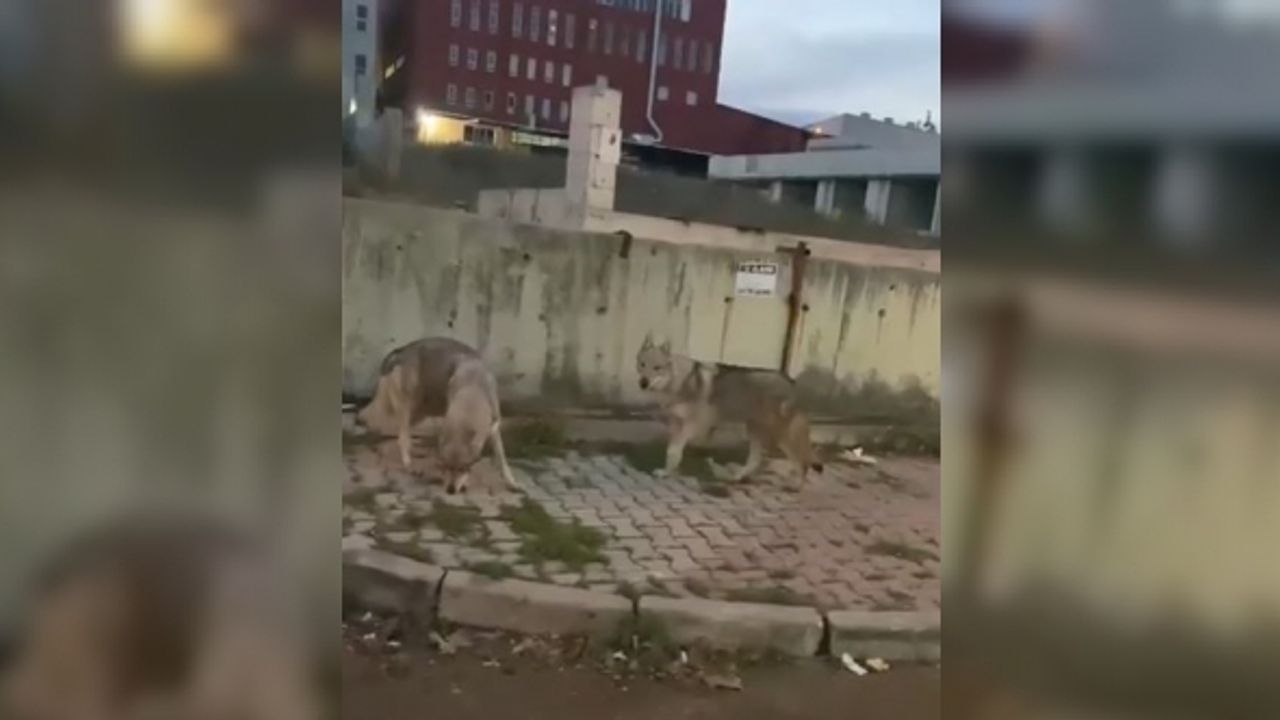 Aç kalan kurtlar İstanbul’da şehir merkezine indi