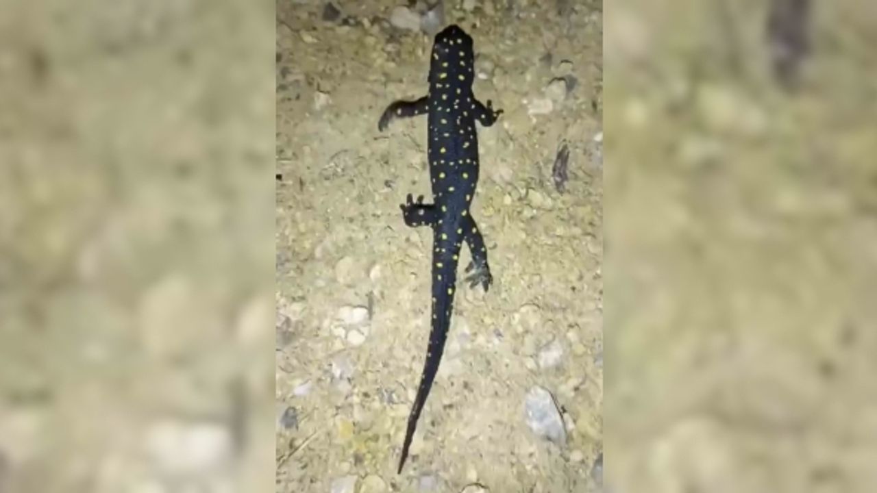 Batman’da nesli tehdit altındaki ‘sarı benekli semender’ görüldü