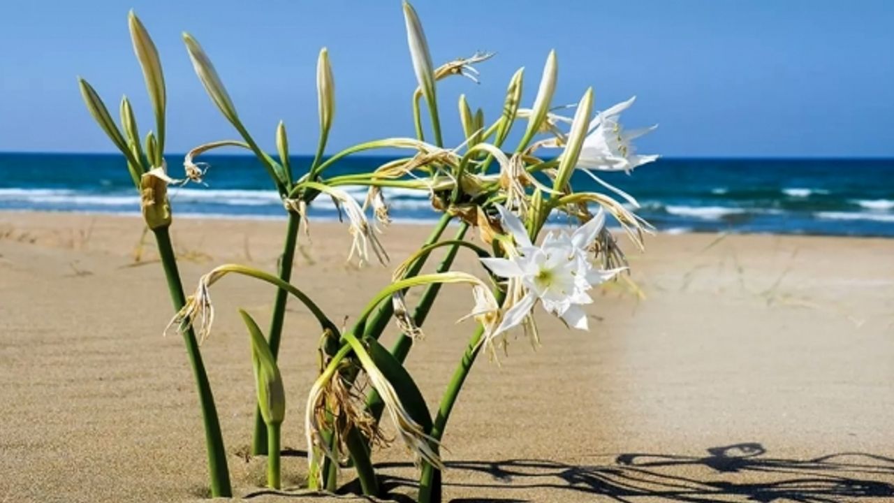 Belediyeler, yeşil bir gelecek için Antalya’da buluşuyor