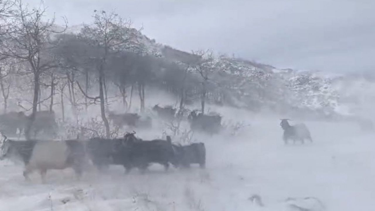 Dağlarda sürülerini otlatan besiciler kar ve fırtına nedeniyle zor anlar yaşadı