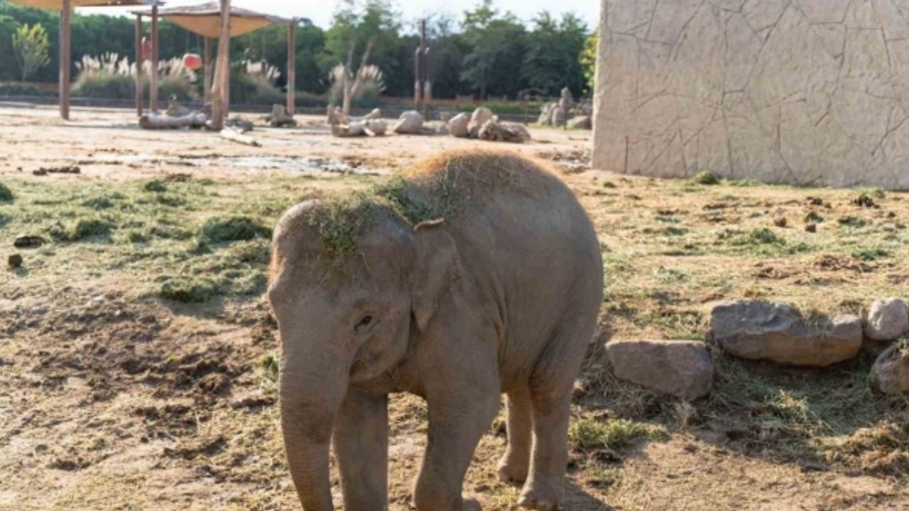 Doğal Yaşam Parkının fili Deniz, Gaziantep’e gidiyor