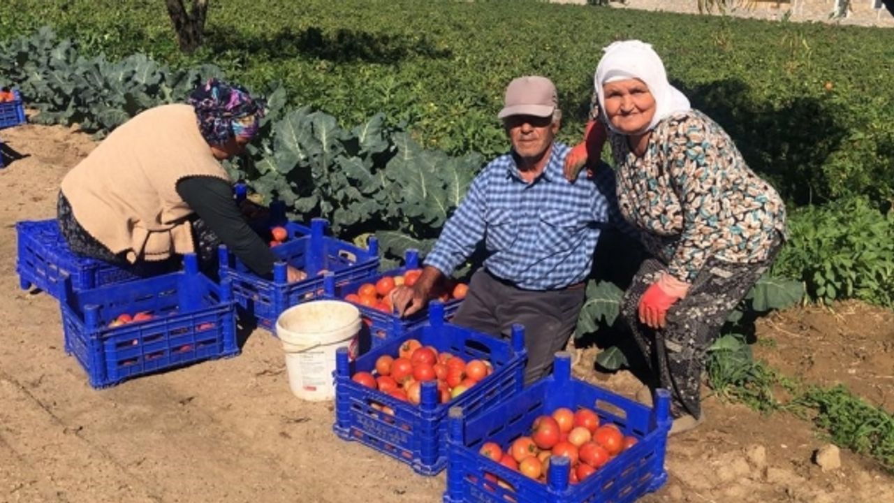Domateste güz hasadı başladı, düşen fiyatlar üreticiyi memnun etmedi