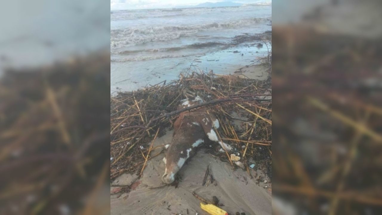 Kuşadası’nda aşırı yağış sonrası bir inek telef oldu