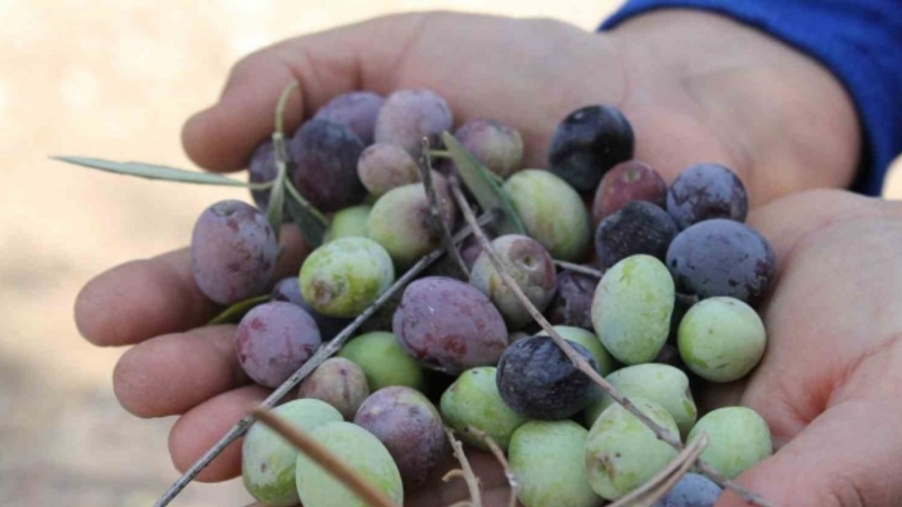 Meteoroloji uyarı verdi, çiftçi ürünü hasat etmeye başladı