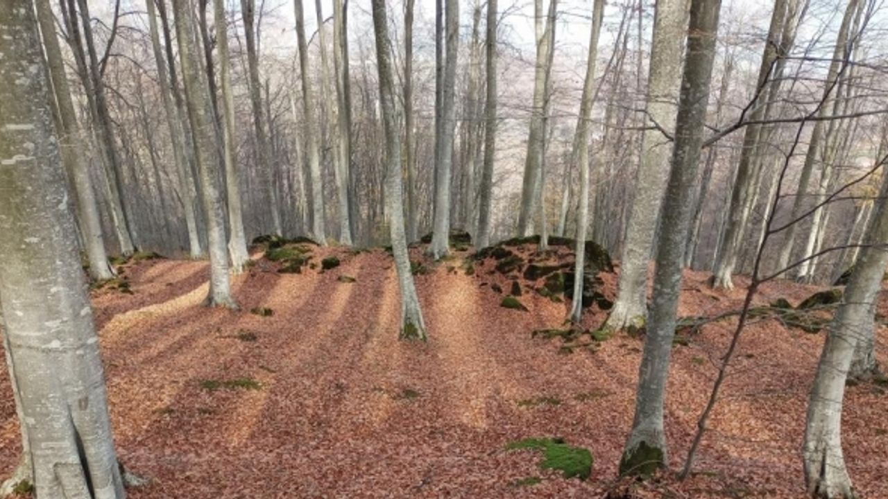Samsun’da ormanlar korunup, gençleştirilip, genişletiliyor