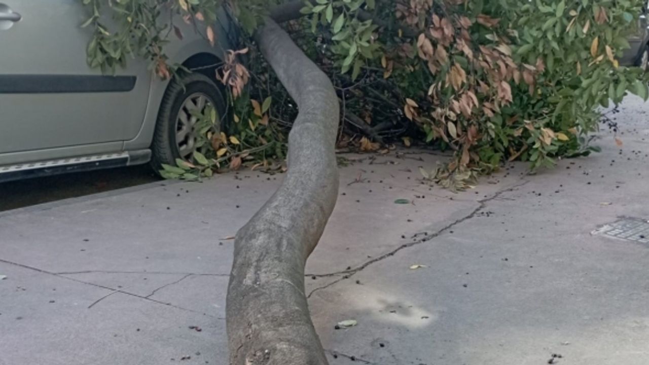 Şiddetli rüzgarda park halindeki araçların üzerine ağaç devrildi