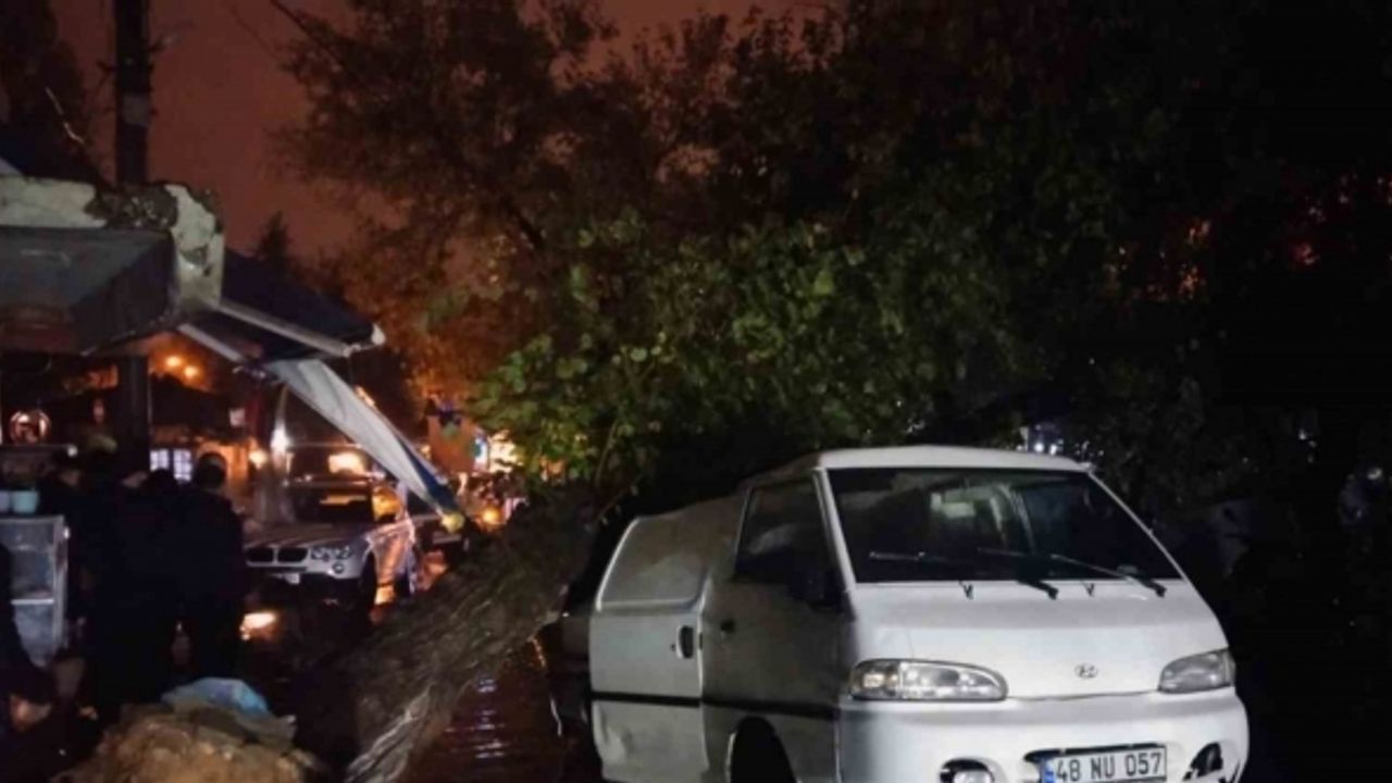 Üzerine ağaç düşen aracın sürücüsü yara almadan kurtuldu