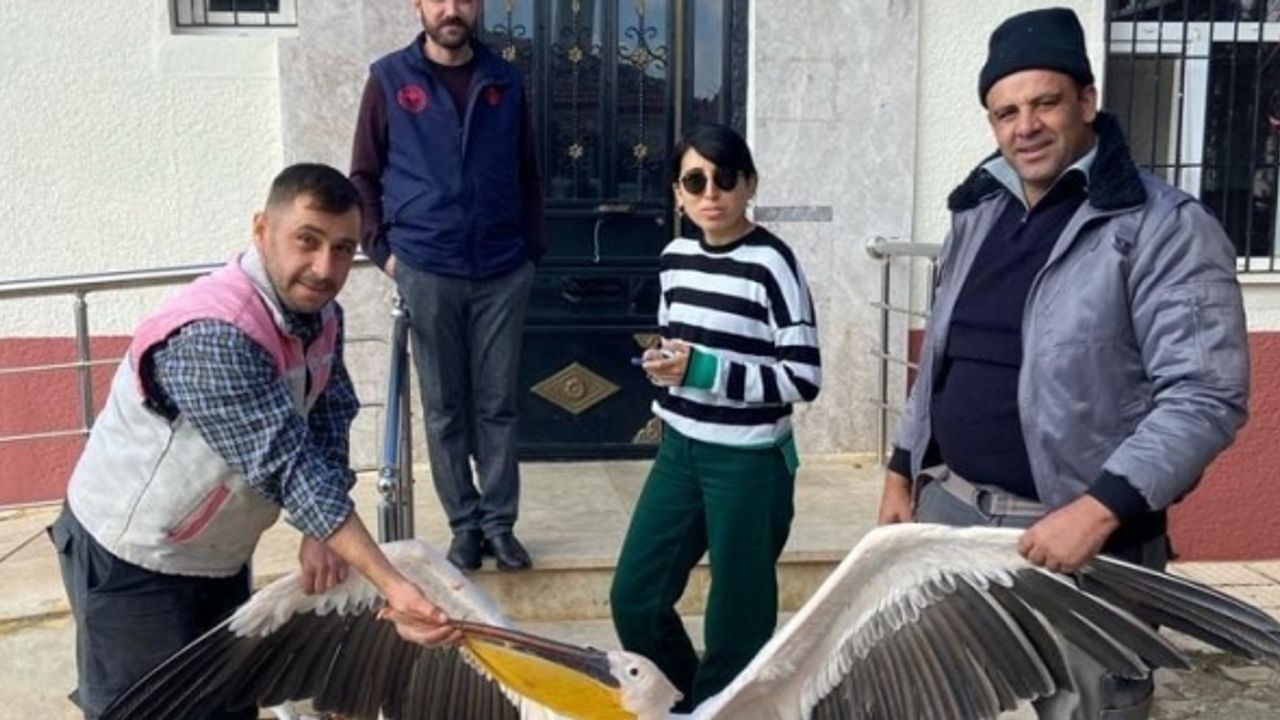 Yaralı halde bulunan pelikan koruma altına alındı