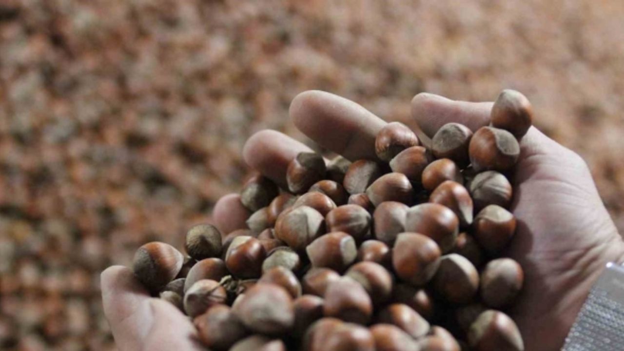 Yılın son ayına girerken fındık fiyatı istikrarını koruyor