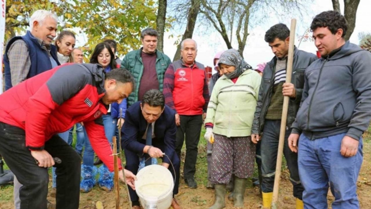 7 bin Kestane ve Trabzon Hurması fidanı dağıtıldı