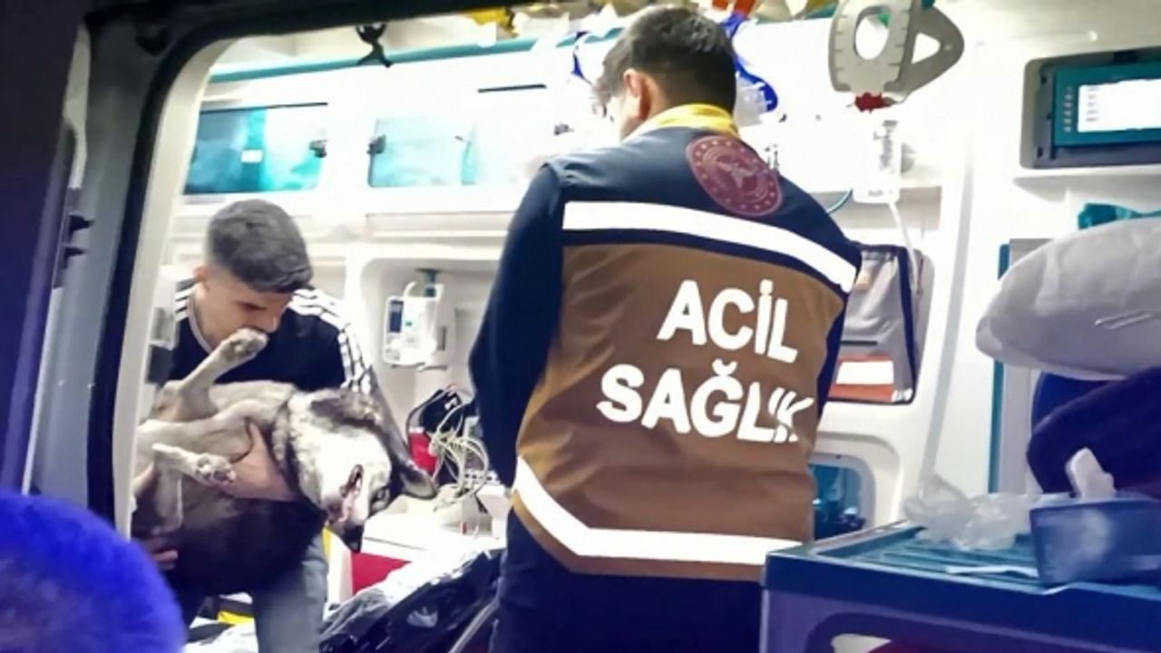 Artvin’de dumandan etkilenen köpek suni teneffüs ve kalp masajı ile hayata döndü