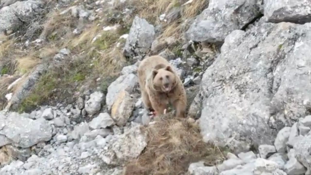 Avladığı hayvanın leşini gömen boz ayı dron ile görüntülendi