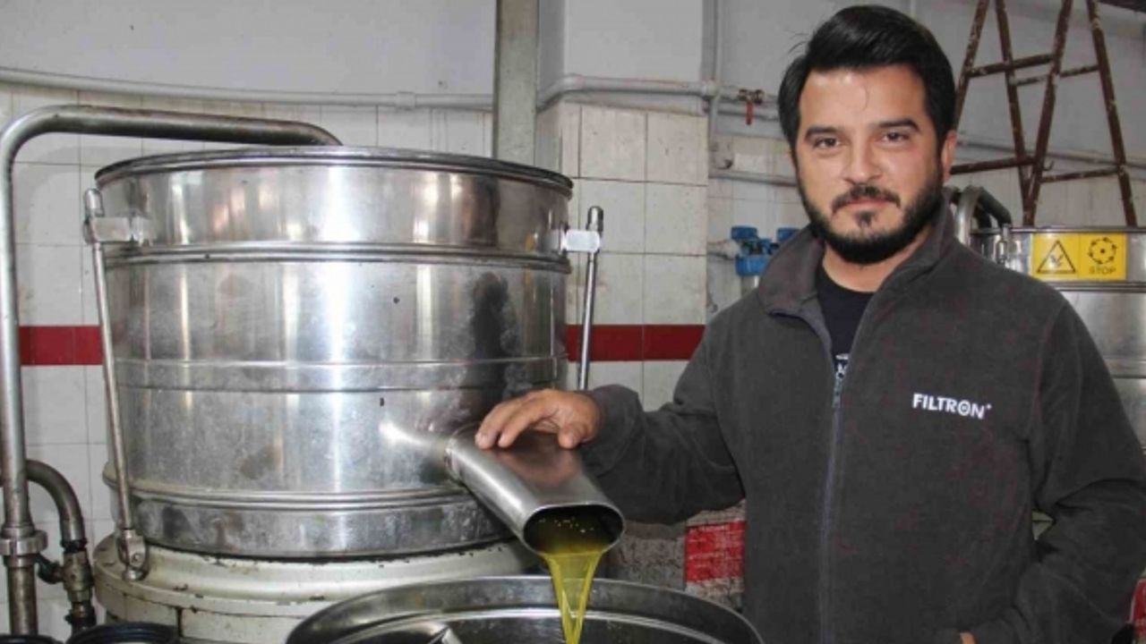 Aydın’da zeytin üreticisine Akdeniz meyve sineği telaşı sardı