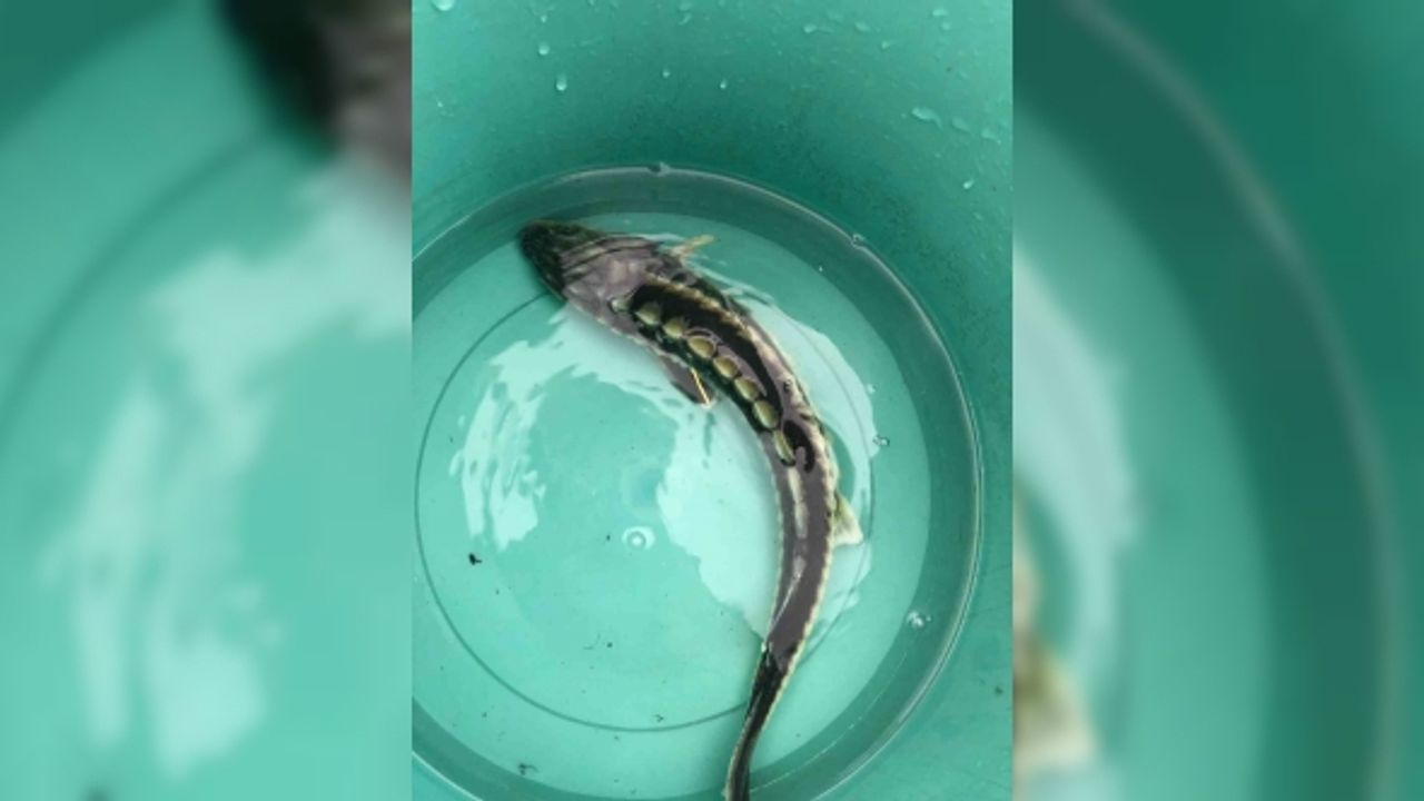 Balıkçı ağına takılan, nesli tehlike altında olan mersin balığı denize salındı