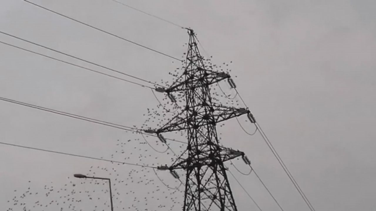 Bursa’da sığırcık kuşlarının dansı görsel şölen oluşturdu