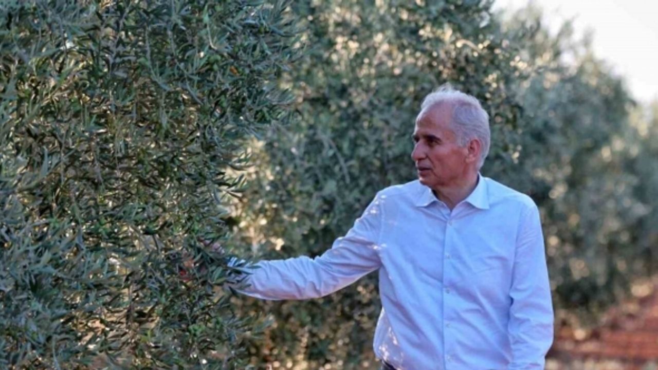 Denizli’nin 11 ilçesinde bin üreticiye 80 bin zeytin fidanı dağıtılacak