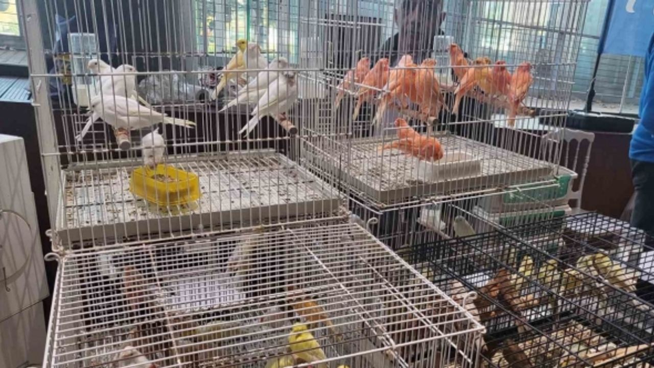 Eyüpsultan’da Kanarya ve Kafes Kuşları Festivali ziyaretçilerini ağırlamaya devam ediyor