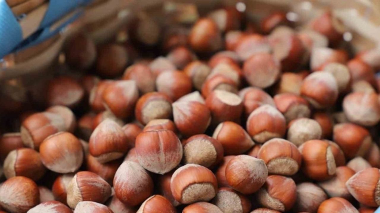 Giresunlu fındık tüccarları kahverengi kokarca tehlikesine dikkat çekti