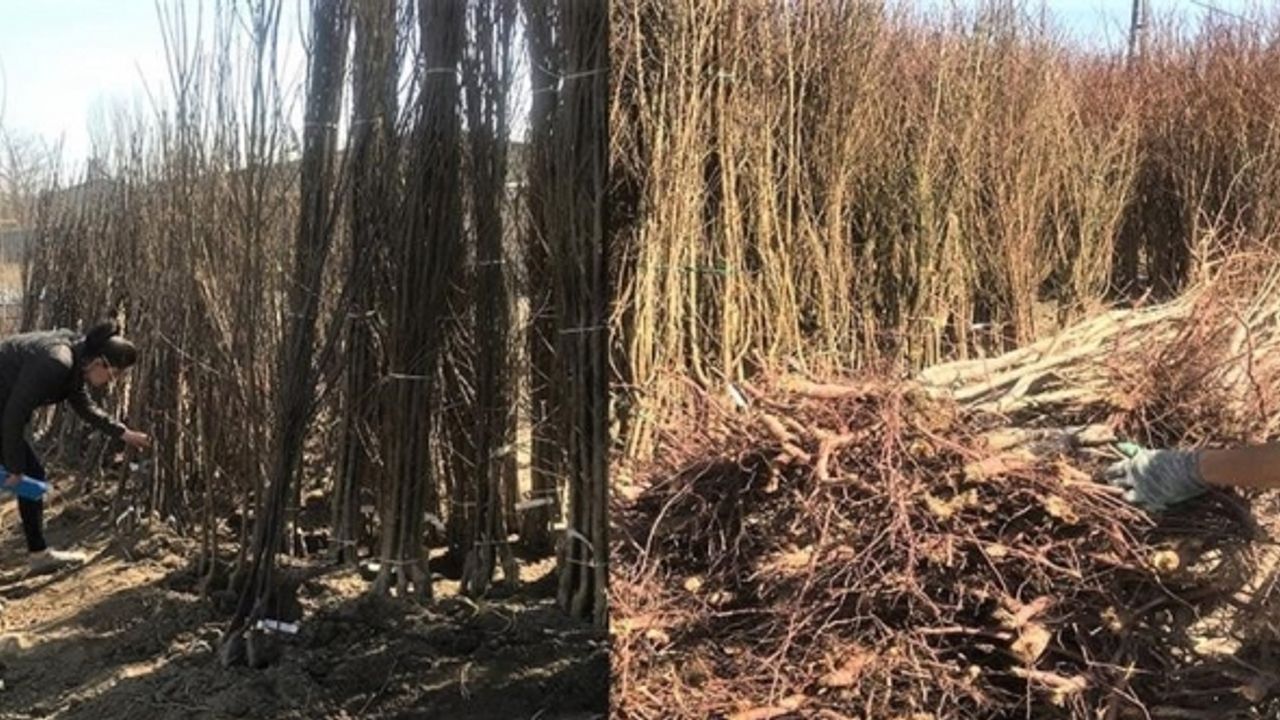 Iğdır’da açıkta ve araç üzerinde fidan satışı yasaklandı