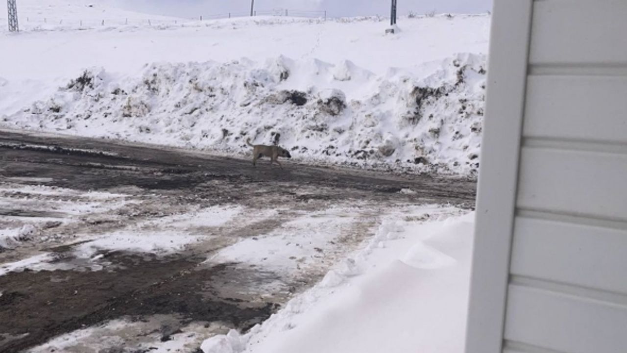 Karayolu üzerine terk edilen başıboş köpekler tehlike saçıyor