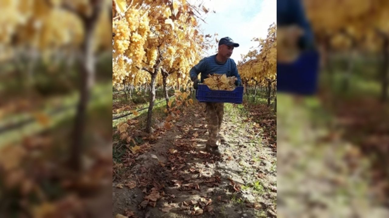Manisa’da yaz meyvesi kış ayında hasat ediliyor