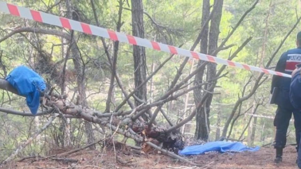 Odun yapmak için kestiği ağacın altında can verdi