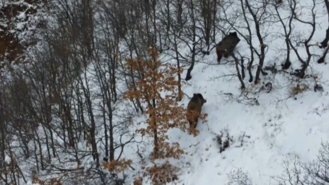Ormanın karlı arazisinde yiyecek arayan 2 domuz dronla görüntülendi