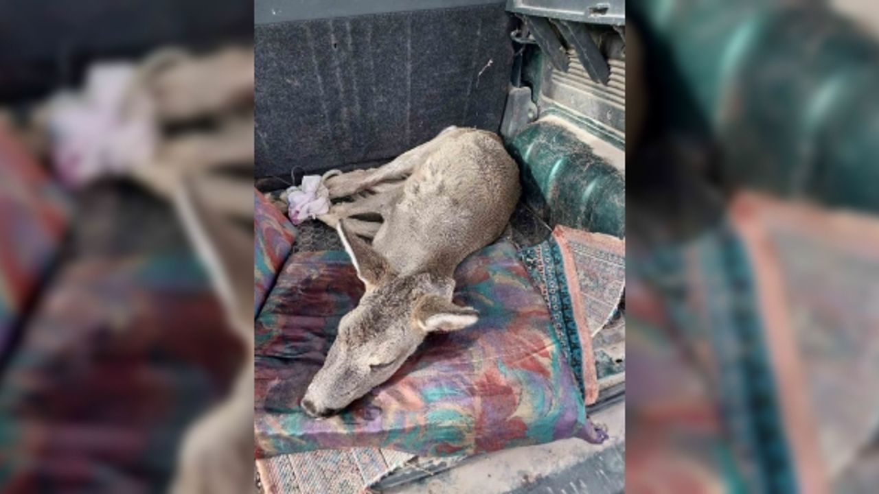 Sokak köpekleri tarafından saldırıya uğrayan karaca tedavi altında