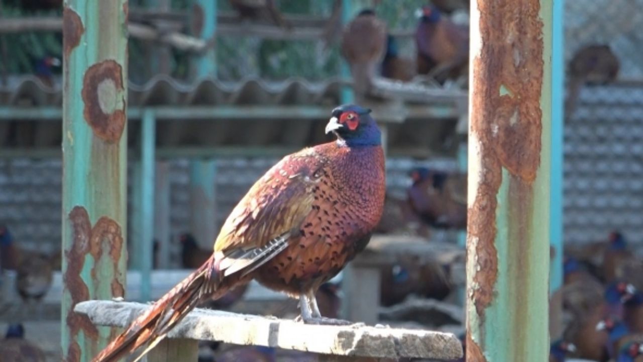 Türkiye’nin sülünü Samsun’dan: 370 bin sülün tabiata salındı