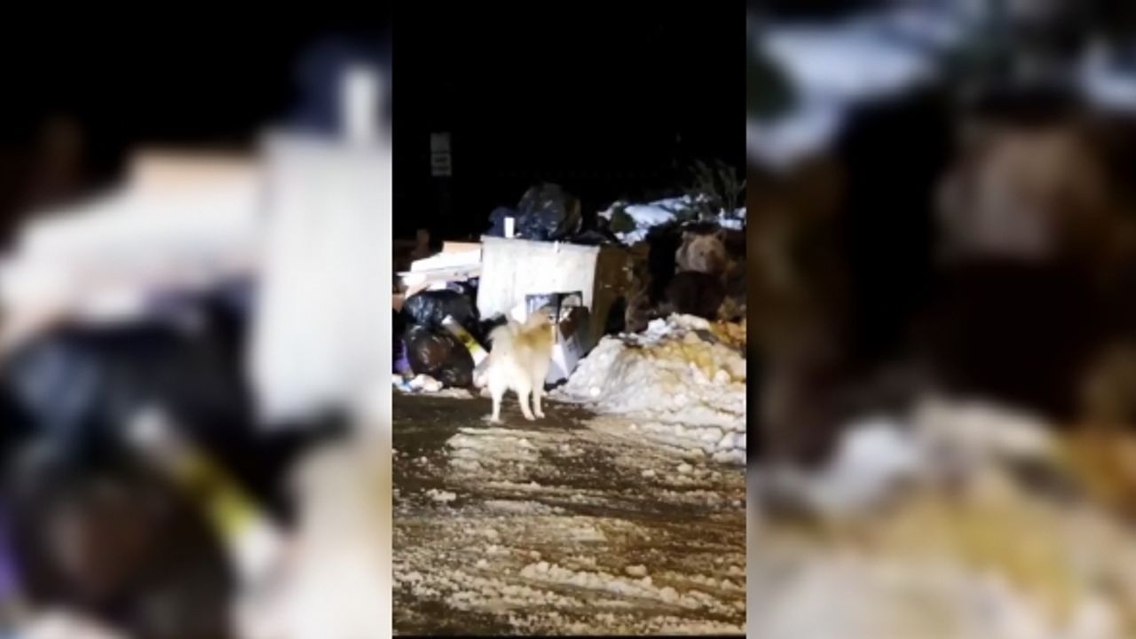 Uludağ’ın ‘Uyuyamayan’ ayı ailesi kendilerini rahatsız eden köpeğe saldırdı