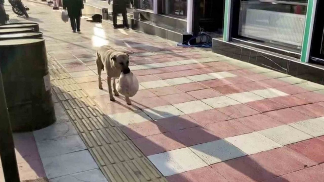 Verilen yemekleri yemeden yavrularına götüren anne köpeğin şefkati duygulandırdı