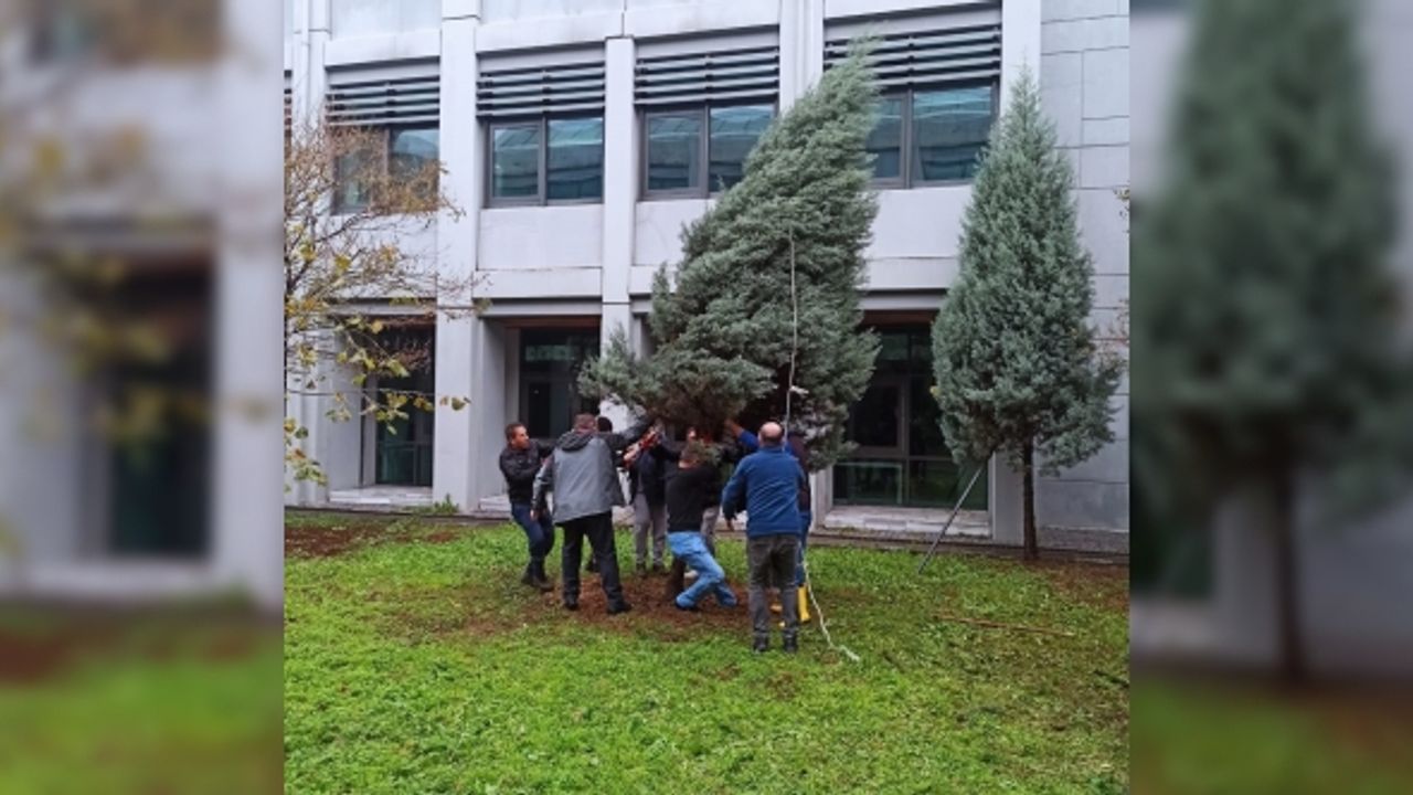 ZBEÜ’de Fırtınada Zarar Gören 68 Ağaca Destek Yapıldı