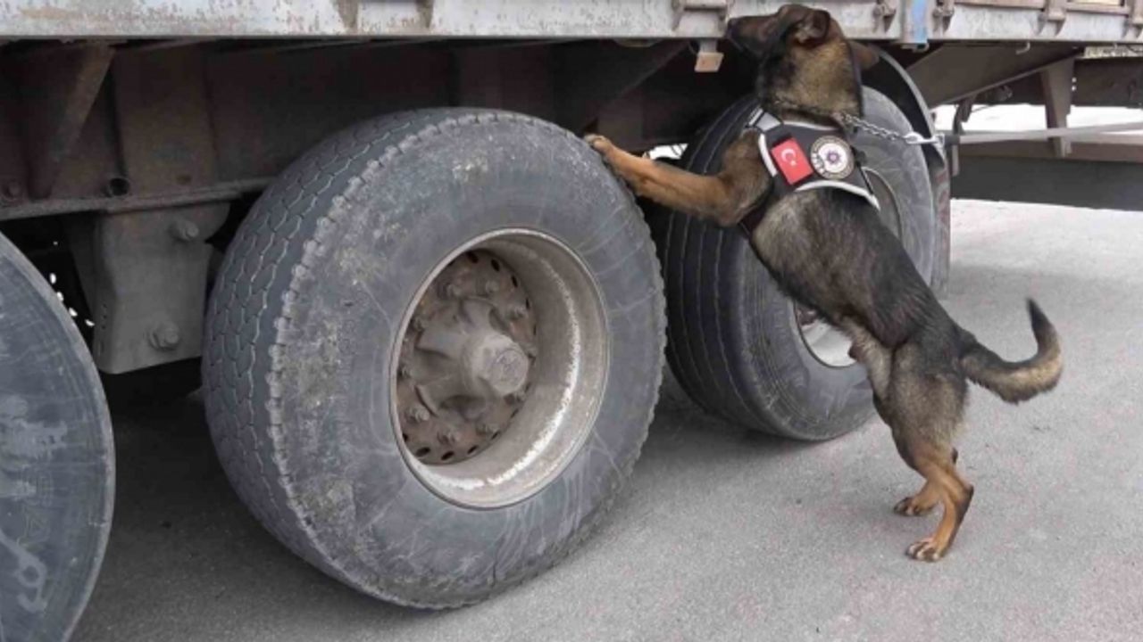 43 ilin geçiş noktasında uyuşturucuya geçit yok: 60,5 kilogram ’skunk’ ele geçirildi