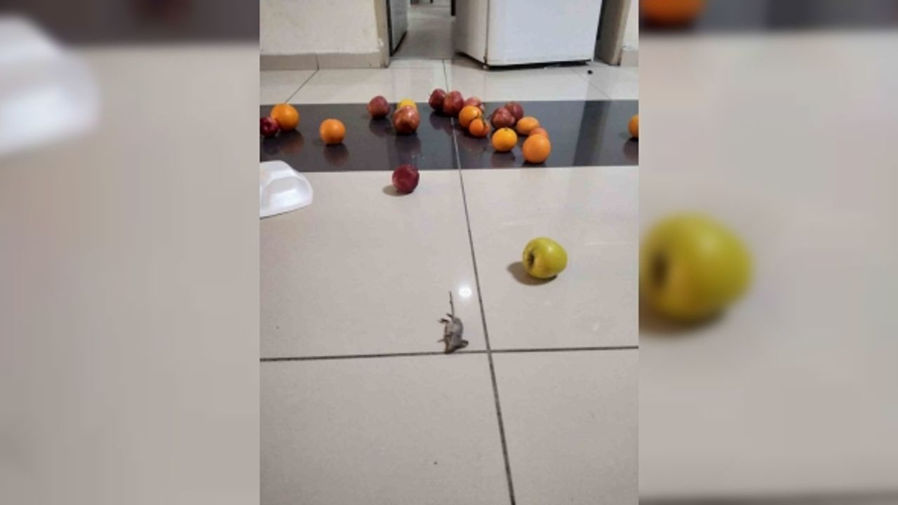 Afyonkarahisar Sağlık Bilimleri Üniversitesi Hastanesi’nde, hasta odasını fareler bastı