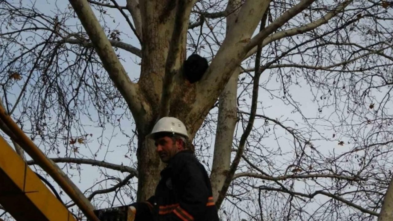 Ağaçta 3 gündür mahsur kalan kediyi belediye ekipleri kurtardı