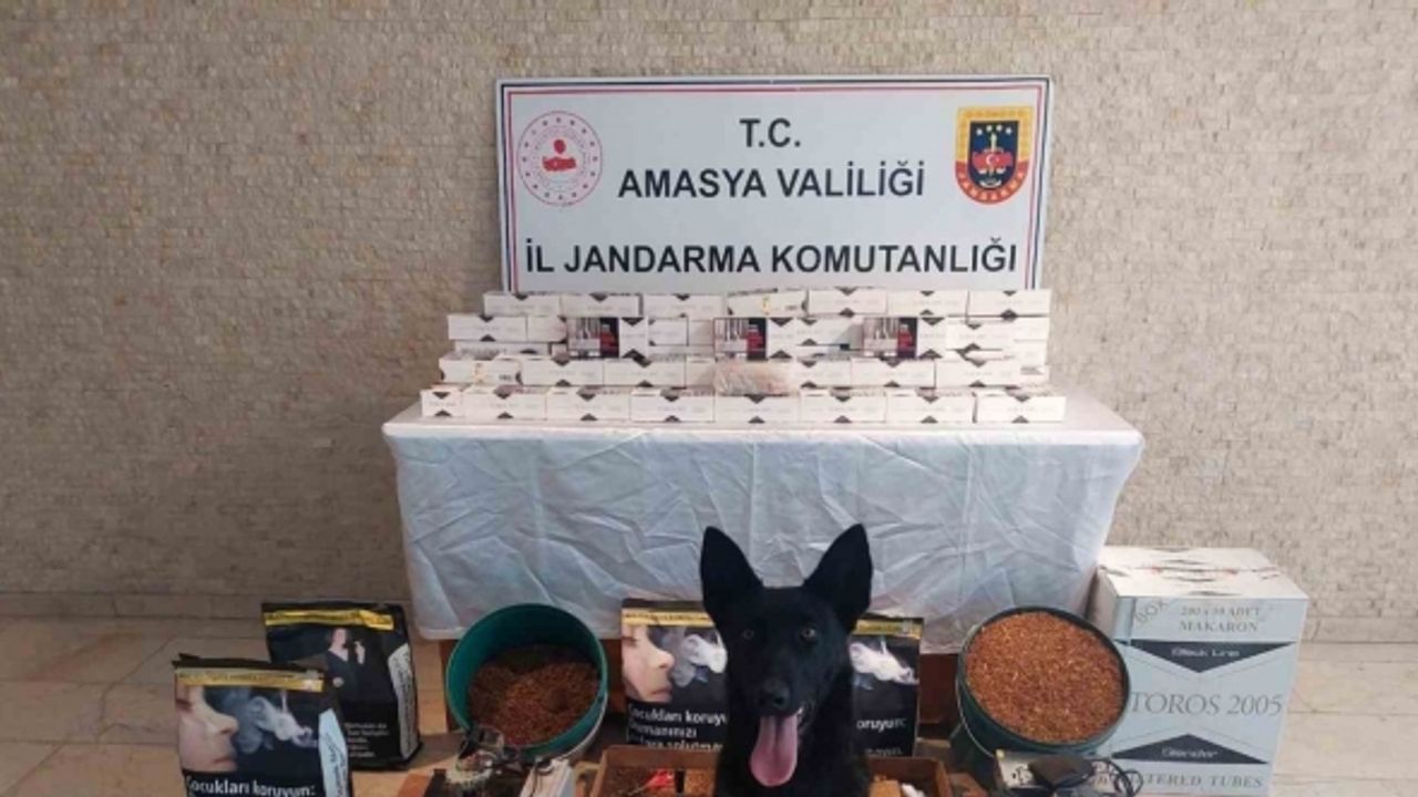 Amasya’da 20 bin dal kaçak makaron ele geçirildi