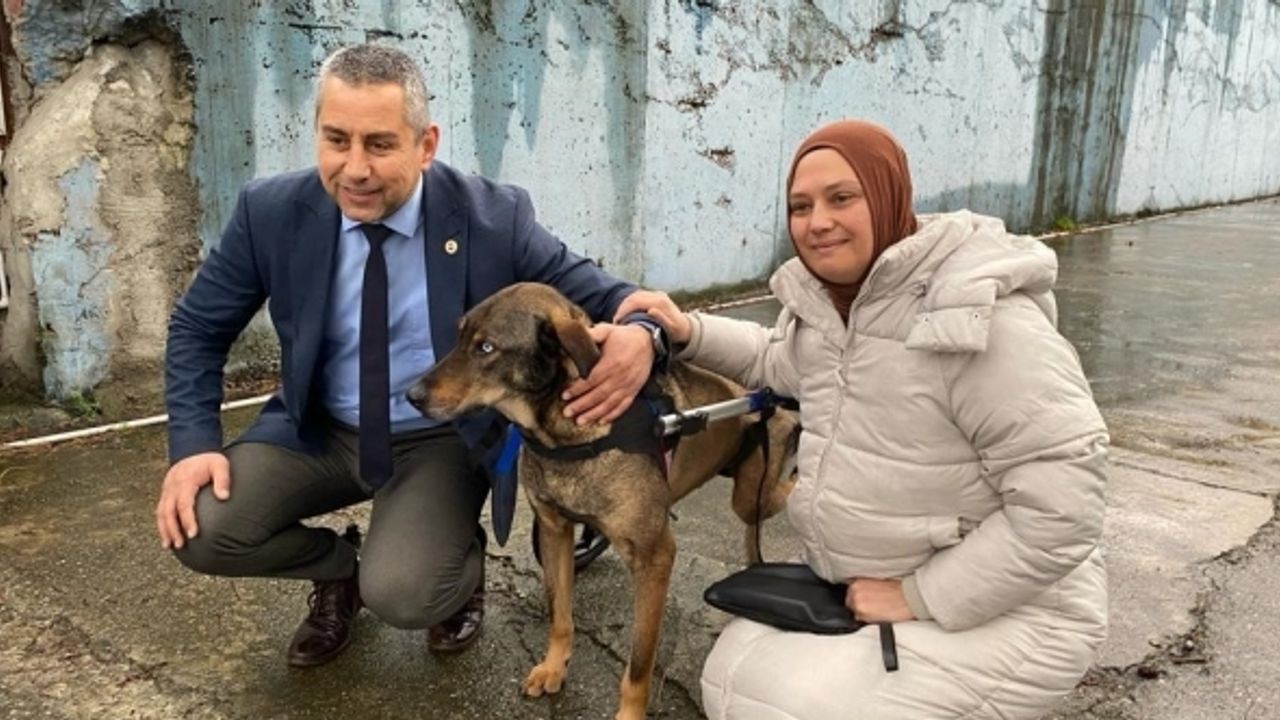 Arabanın çarptığı sokak köpeği gönüllülerin desteği ile hayata tutundu