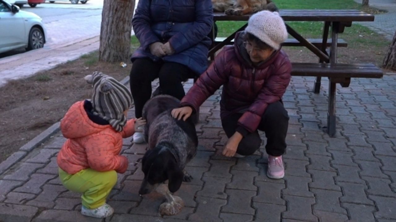 Atakum’da sokak hayvanları için yoğun mesai: 3 bin 572 yaralı sokak hayvanına müdahale edildi
