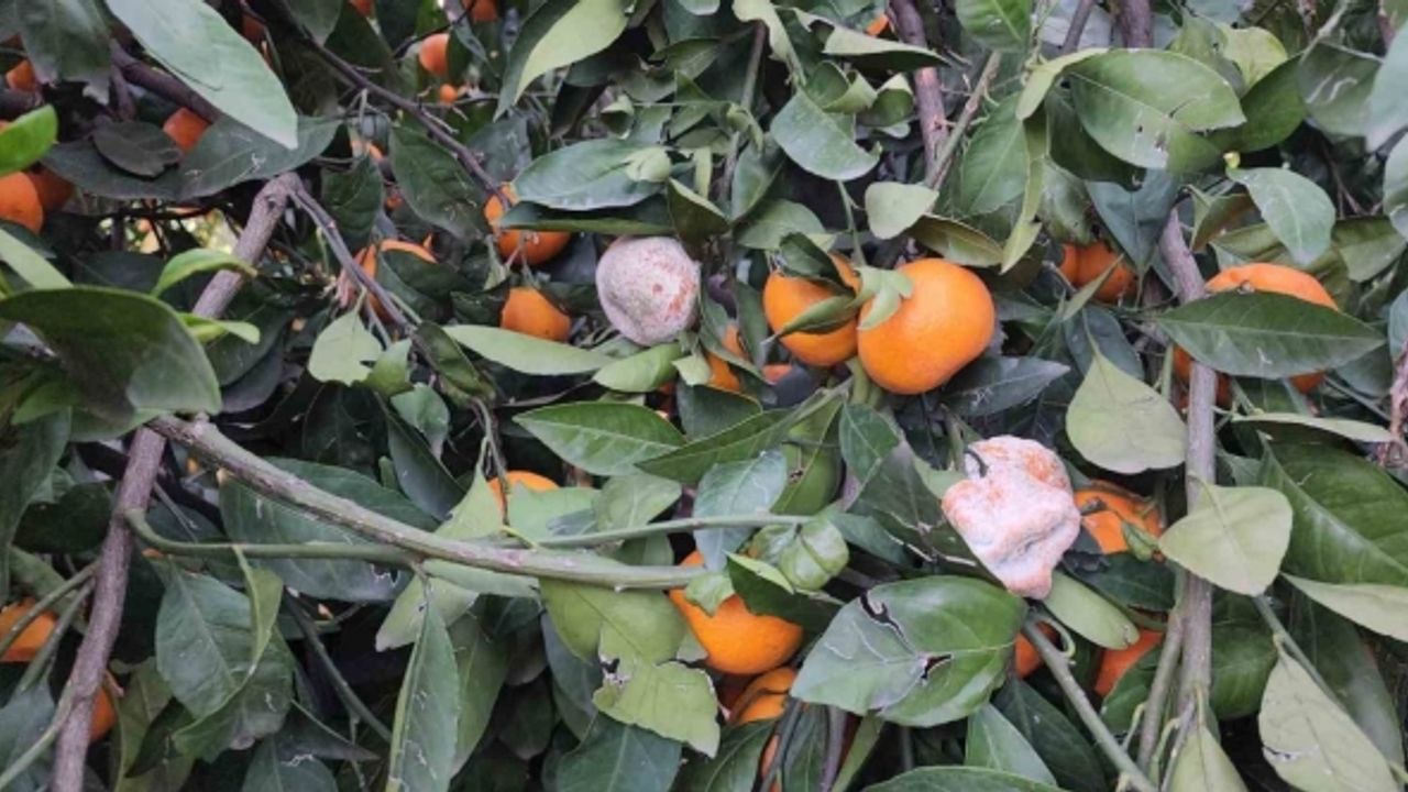 Bahçede fiyatı 2 TL’ye kadar düşen mandalina dalında çürüyor