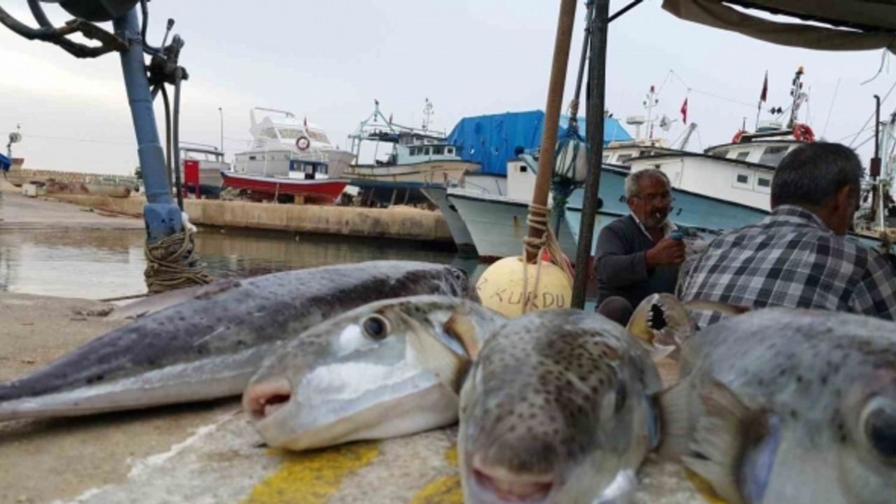 Balon balığı yiyip yoğun bakıma kaldırılan şahıs da taburcu oldu