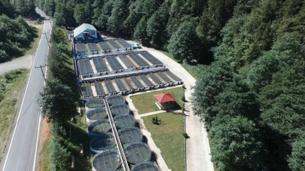 Burada yetiştirilen milyonlarca alabalık Türkiye’nin farklı yerlerinde orman içi sulara bırakılıyor